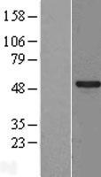 SPATA2L Human Over-expression Lysate