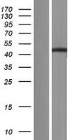 C16orf46 Human Over-expression Lysate
