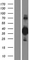 BHLHB5 (BHLHE22) Human Over-expression Lysate