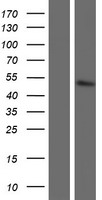 GOT1L1 Human Over-expression Lysate