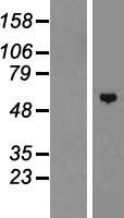 ZNF572 Human Over-expression Lysate