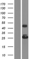GRPEL2 Human Over-expression Lysate