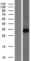 Methyltransferase like 6 (METTL6) Human Over-expression Lysate