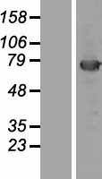 KBTBD5 (KLHL40) Human Over-expression Lysate