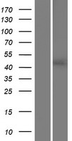 Sphingosine 1 phosphate phosphatase 2 (SGPP2) Human Over-expression Lysate