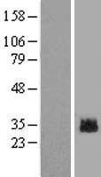 GLIPR1L2 Human Over-expression Lysate