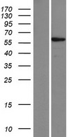 ZNF565 Human Over-expression Lysate