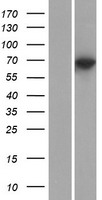 KLHL10 Human Over-expression Lysate