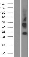 SLC35G3 Human Over-expression Lysate