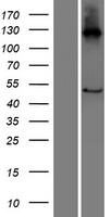 C16orf89 Human Over-expression Lysate