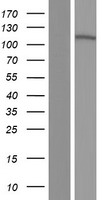 C20orf132 (MROH8) Human Over-expression Lysate