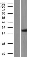 C1orf74 Human Over-expression Lysate