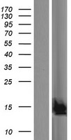 C19orf25 Human Over-expression Lysate