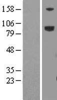 LRFN5 Human Over-expression Lysate