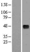 BMT2 Human Over-expression Lysate
