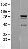 RNF158 (SH3RF2) Human Over-expression Lysate
