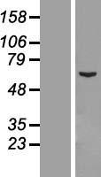 CCDC112 Human Over-expression Lysate