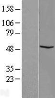 FAM81B Human Over-expression Lysate