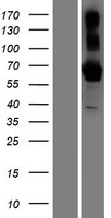 BTNL9 Human Over-expression Lysate