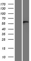 TEX55 Human Over-expression Lysate