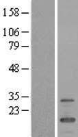 FMR1NB Human Over-expression Lysate