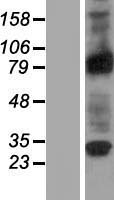 RASEF Human Over-expression Lysate