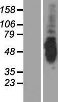 C9orf98 (AK8) Human Over-expression Lysate