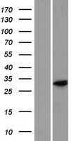 DOCK8-AS1 Human Over-expression Lysate