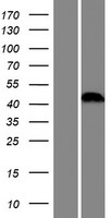 TCEANC Human Over-expression Lysate