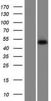 SNX31 Human Over-expression Lysate