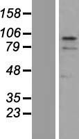 ZNF366 Human Over-expression Lysate