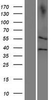 CDC20B Human Over-expression Lysate