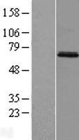 MIER3 Human Over-expression Lysate