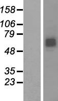 RNF168 Human Over-expression Lysate
