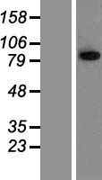 TRIM42 Human Over-expression Lysate