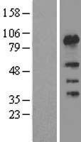 FSIP1 Human Over-expression Lysate