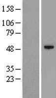C12orf50 Human Over-expression Lysate