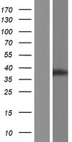 C11orf65 Human Over-expression Lysate