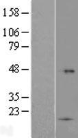 TMCO5A Human Over-expression Lysate
