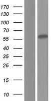 RTL3 Human Over-expression Lysate