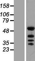KHDRBS2 Human Over-expression Lysate