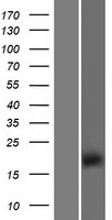 TMEM154 Human Over-expression Lysate