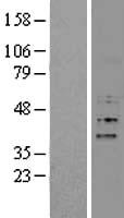 Fbx15 (FBXO15) Human Over-expression Lysate