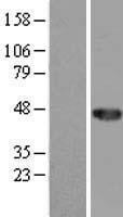 CCDC89 Human Over-expression Lysate