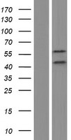 CBY2 Human Over-expression Lysate