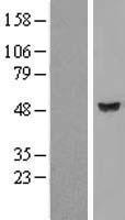 TBCEL Human Over-expression Lysate