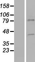 CTL5 (SLC44A5) Human Over-expression Lysate