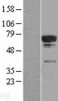 TCP11L2 Human Over-expression Lysate