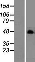 DOS (CBARP) Human Over-expression Lysate