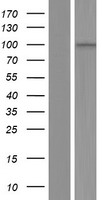 AKNAD1 Human Over-expression Lysate